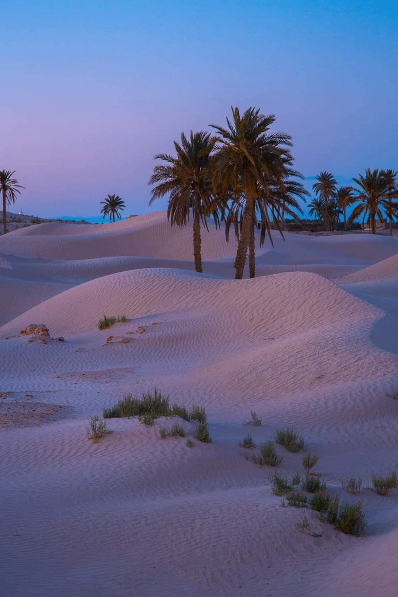 🛑 Selon Travel Lemming, un des principaux guides de voyage en ligne avec plus de 10 millions de lecteurs chaque année, la #Tunisie 🇹🇳 est l'une des principales destinations de voyage en #Afrique, dans les pays #arabes et le bassin de la #Méditerranée pour l’année 2024

Le guide