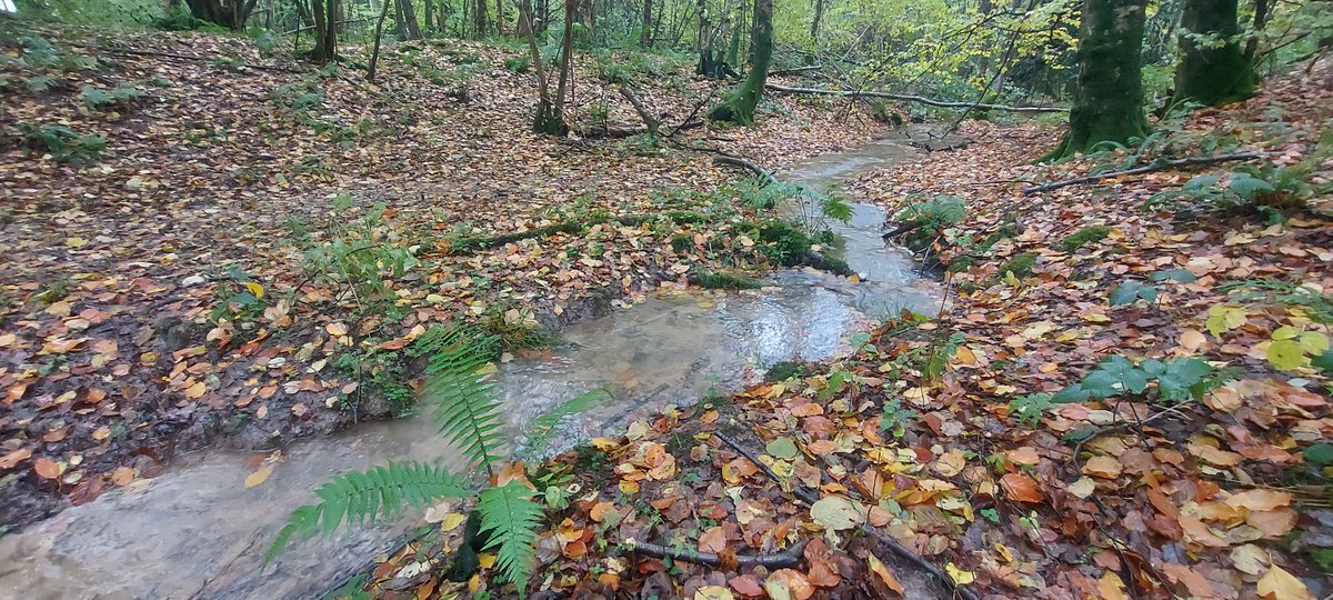 A very wet but productive 3 hours of scouting sites for new leaky woody barriers! 💦🪵🌧

These will help slow the flow & provide habitat on Adur tributaries near Lower Beeding 👌💦🐟

#NaturalFloodManagement