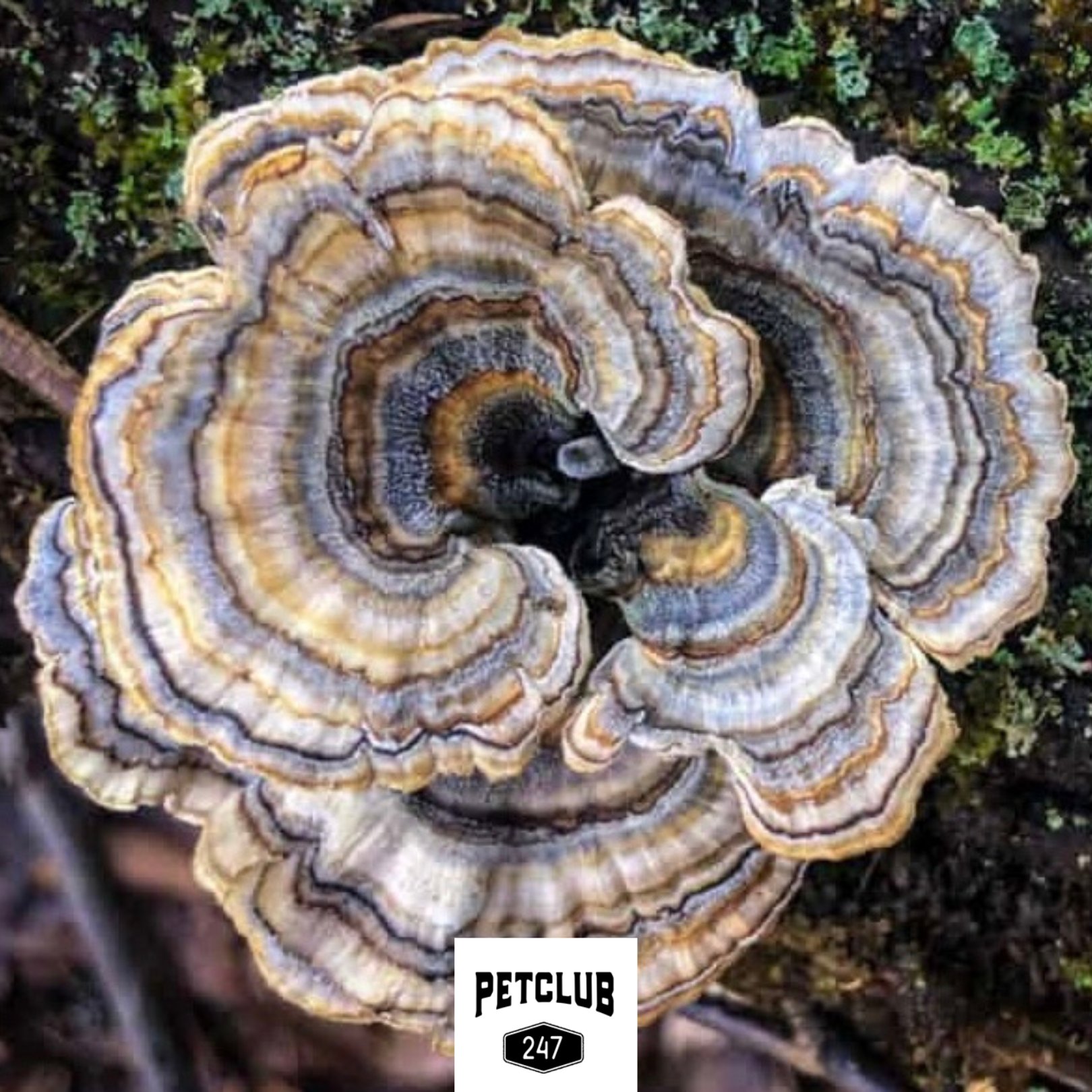 Coriolus versicolor mushroom for dogs cheap