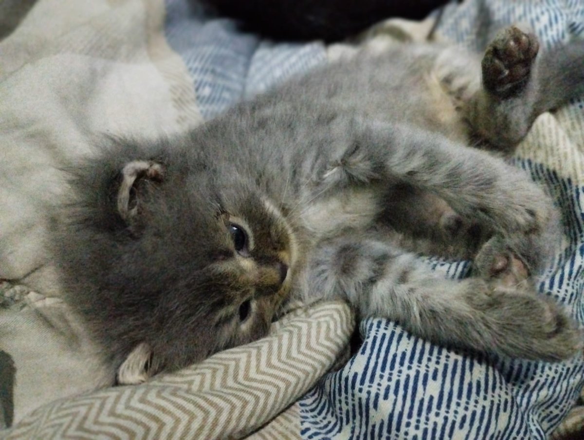 waiothesley's tweet image. timeline cleanse, if you see this, post a cat.