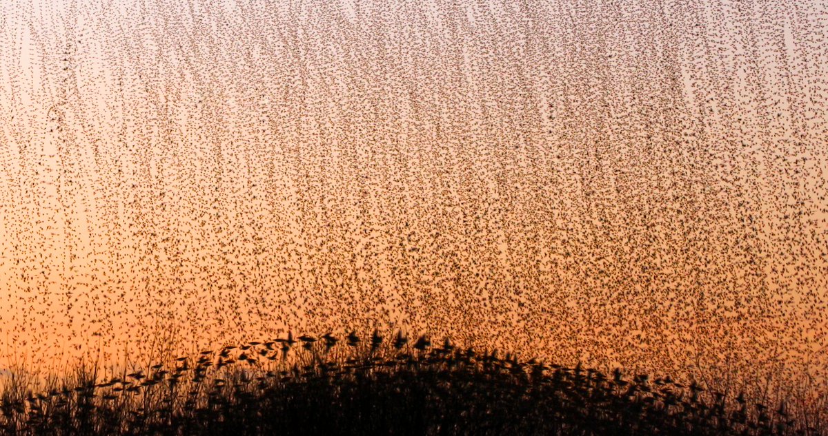 Kathryn Cooper (@kathcooper01) on Twitter photo After the first starlings dive into the reeds, thousands of birds quickly follow, raining down to the
ground. Stoney Middleton, Derbyshire, UK, December 2019
#starlings #murmuration <a href="/CanonUKandIE/">Canon UK and Ireland</a>
<a href="/NatGeoUK/">National Geographic UK</a>
<a href="/Natures_Voice/">RSPB</a>
<a href="/UkStarlings/">UK Starlings</a>
#wildlife #nature #WomensArt #birds After the first starlings dive into the reeds, thousands of birds quickly follow, raining down to the
ground. Stoney Middleton, Derbyshire, UK, December 2019
#starlings #murmuration <a href="/CanonUKandIE/">Canon UK and Ireland</a>
<a href="/NatGeoUK/">National Geographic UK</a>
<a href="/Natures_Voice/">RSPB</a>
<a href="/UkStarlings/">UK Starlings</a>
#wildlife #nature #WomensArt #birds