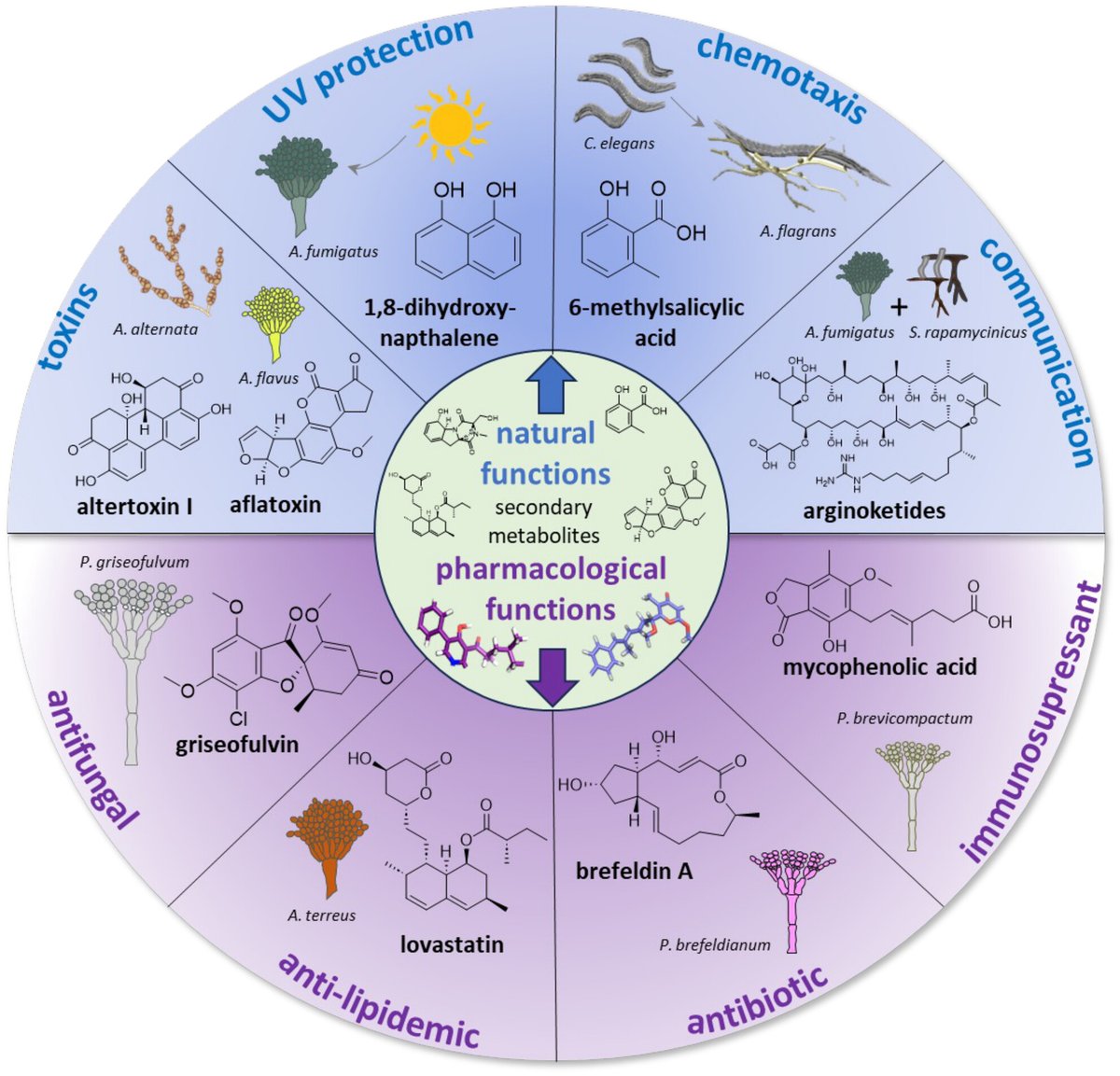EvolvedBiofilm's tweet image. Complexity of fungal polyketide biosynthesis and function

@MolMicroEditors by @adicapuna et al from Reinhard Fischer

onlinelibrary.wiley.com/doi/10.1111/mm…