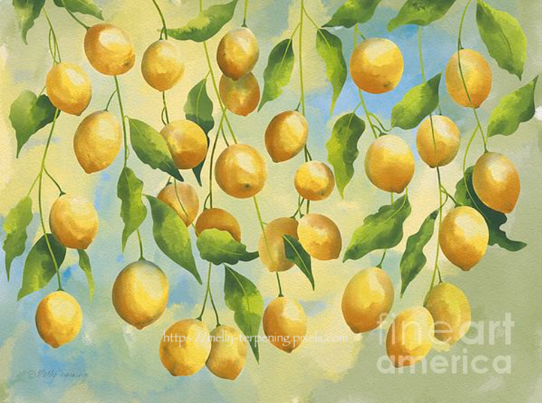 New artwork for sale! - 'Lemons 3' - 
fineartamerica.com/featured/lemon…
#artwork #LemonTree #kitchenart #restaurantart #kitchendesign #homedecor #fruitpainting