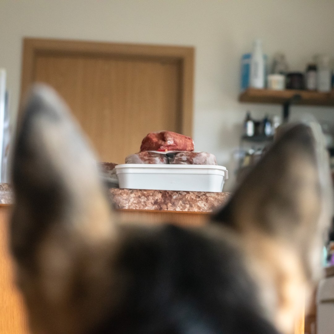 Alexa, play "Somebody's Watching Me." 📸 thislifeunleashed on IG

#darwinspet #rawfeddogs