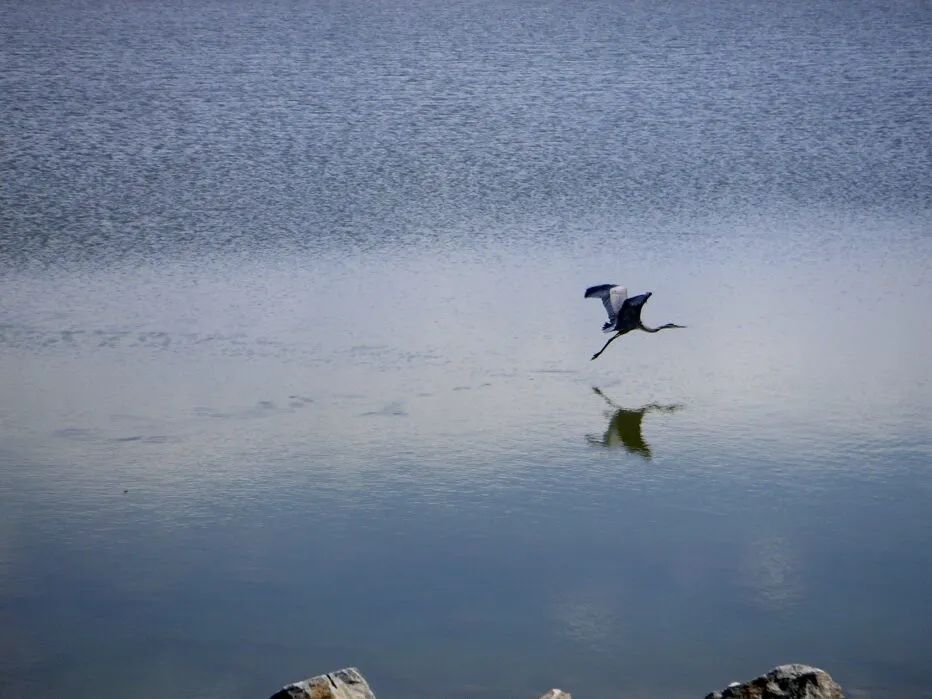 BoulderCountyOS's tweet photo. Sad that so many of your favorite birds have migrated south for the winter? Rest assured that we have Great Blue Herons that stick around all year. You’ll find them near open water looking for a snack. #BoCoParks https://t.co/RSPc9nzfDc