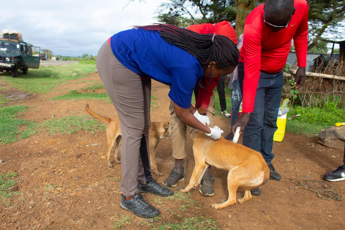 mpala_rc's tweet photo. Mass vaccinations against rabies for domestic dogs and cats are in full swing. @MpalaWildDogs, the Laikipia County Government, and other partners ensured no pet was left behind. #EndRabies #OneHealth4all #RabiesVaccination #LRVC2023 https://t.co/J8riZnXkLj