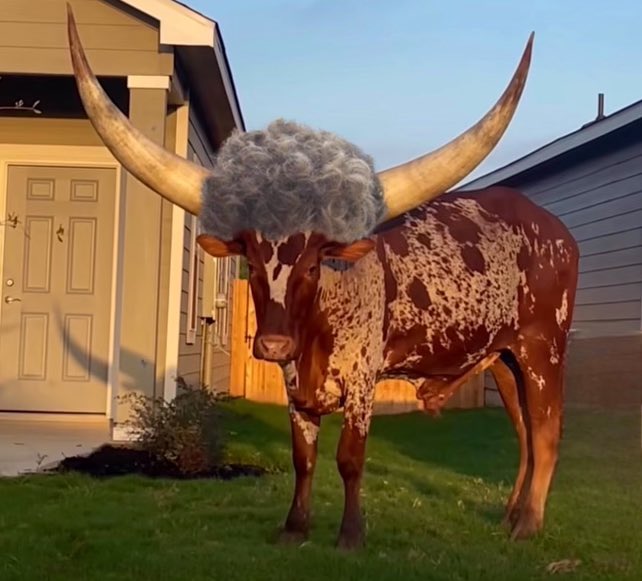 nokaprich stream tweet media