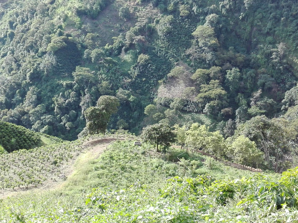 🌳🌿 Why do we plant trees around our coffee bushes? It's a win-win for the environment AND the quality of your cup! 🌳☕️

buff.ly/3riQbUw 

#SustainableCoffee #BetterBeansBetterPlanet #EcoFriendlyBrews