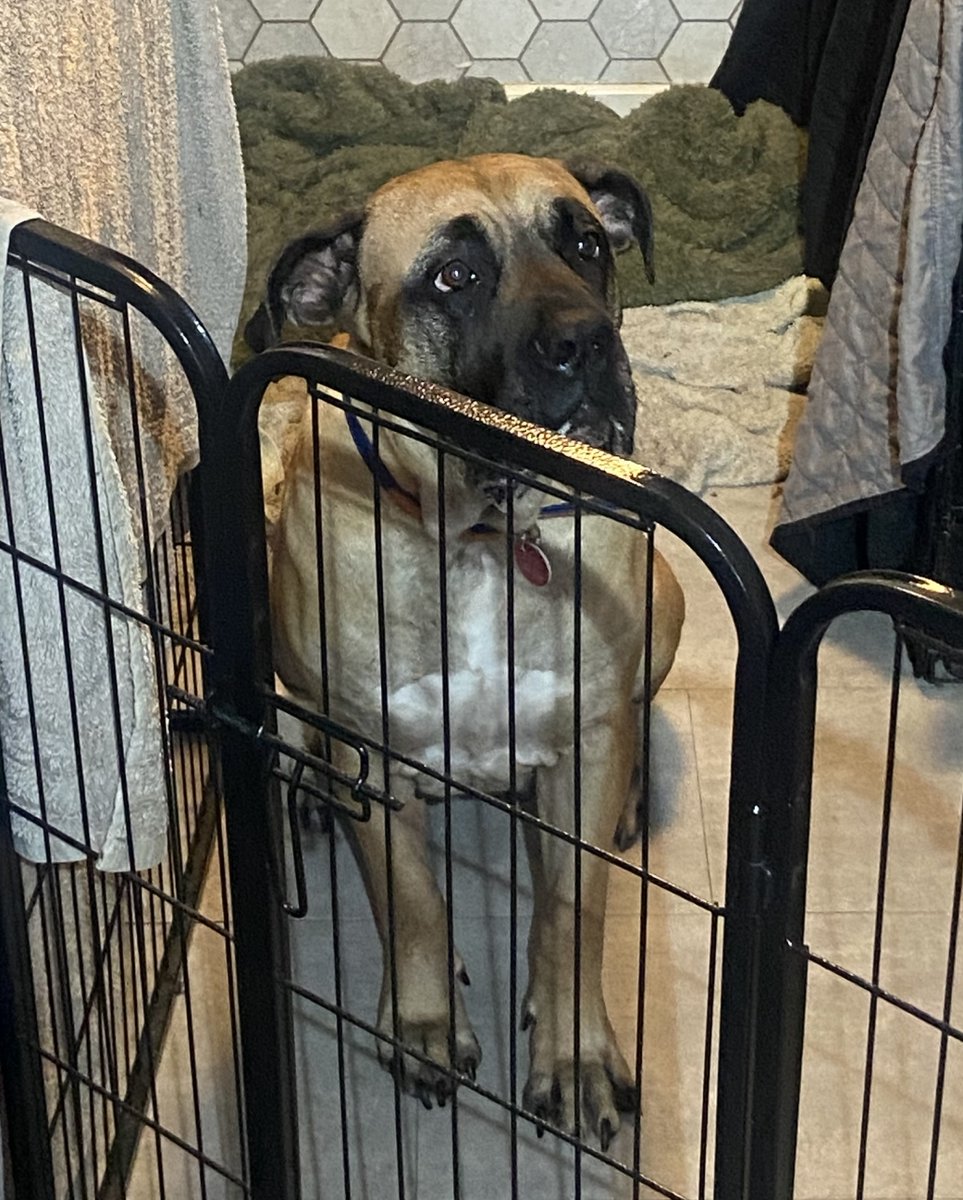 Please retweet to HELP FIND THE OWNER OF THIS STRAY DOG FOUND #WARE #HERTFORDSHIRE #UK 

Female Mastiff, chip unregistered, found 10 November. Now in a council pound for 7 days, she could be missing or stolen from another area. Please share widely.  DETAILS👇