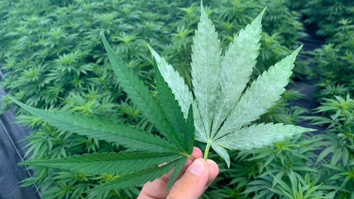 MPMI Journal (@mpmijournal) on Twitter photo Bad news for powdery mildew, good news for Cannabis sativa—Read the paper in First Look here: doi.org/10.1094/MPMI-0…
<a href="/geo_stack/">George Stack</a> <a href="/CraigHCarlson/">Craig Carlson</a> <a href="/alircala/">Ali Cala</a> <a href="/cornellwillow/">Larry Smart</a>
<a href="/LuisMonserrate/">Luis Monserrate</a> <a href="/SethOregon/">Seth Don't Call Me Doctor</a> <a href="/ChristineSmart6/">Christine Smart</a> Bad news for powdery mildew, good news for Cannabis sativa—Read the paper in First Look here: doi.org/10.1094/MPMI-0…
<a href="/geo_stack/">George Stack</a> <a href="/CraigHCarlson/">Craig Carlson</a> <a href="/alircala/">Ali Cala</a> <a href="/cornellwillow/">Larry Smart</a>
<a href="/LuisMonserrate/">Luis Monserrate</a> <a href="/SethOregon/">Seth Don't Call Me Doctor</a> <a href="/ChristineSmart6/">Christine Smart</a>