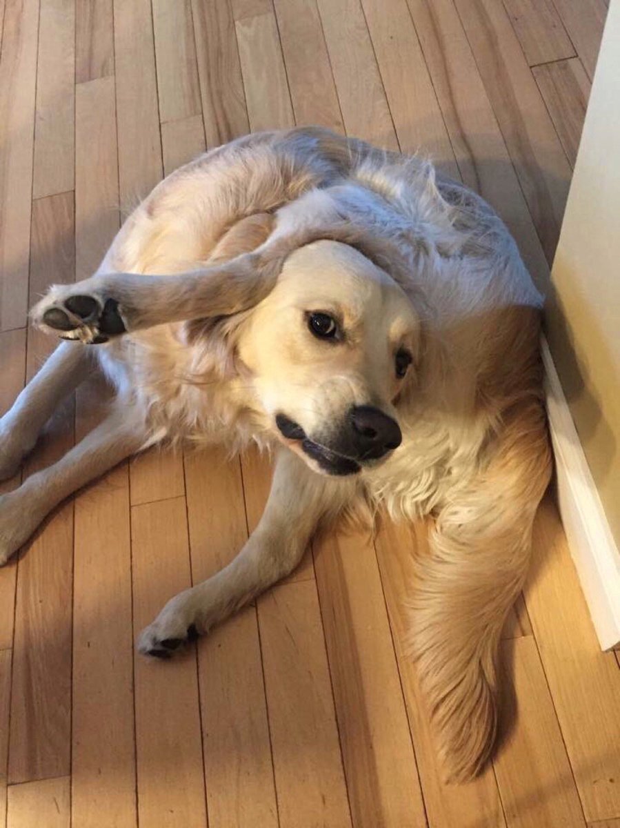 WeRateDogs tweet media