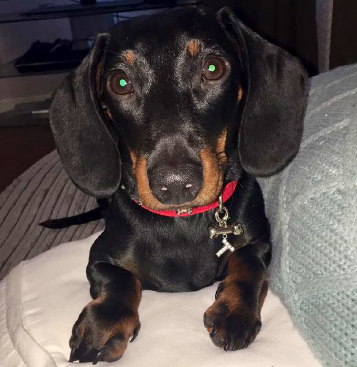 Teddy, louis, Darcie, Rosie, Sonny and Hugo tweet media