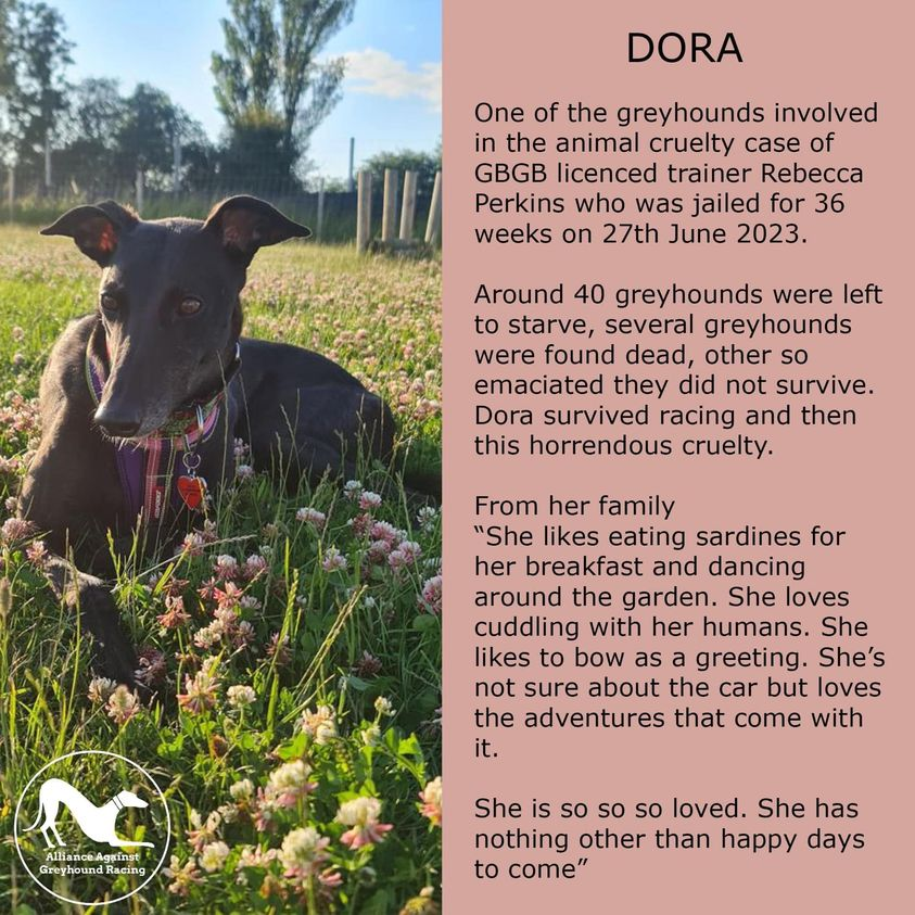 You Bet They Die UK
#greatbritishdogs #greyhound #greyhounduk #greyhoundrescue #rescuednotretired #petsnotbets #greyhoundsaspets #greyhoundrescueuk
Thanks to all those who shared and voted
DORA WON
