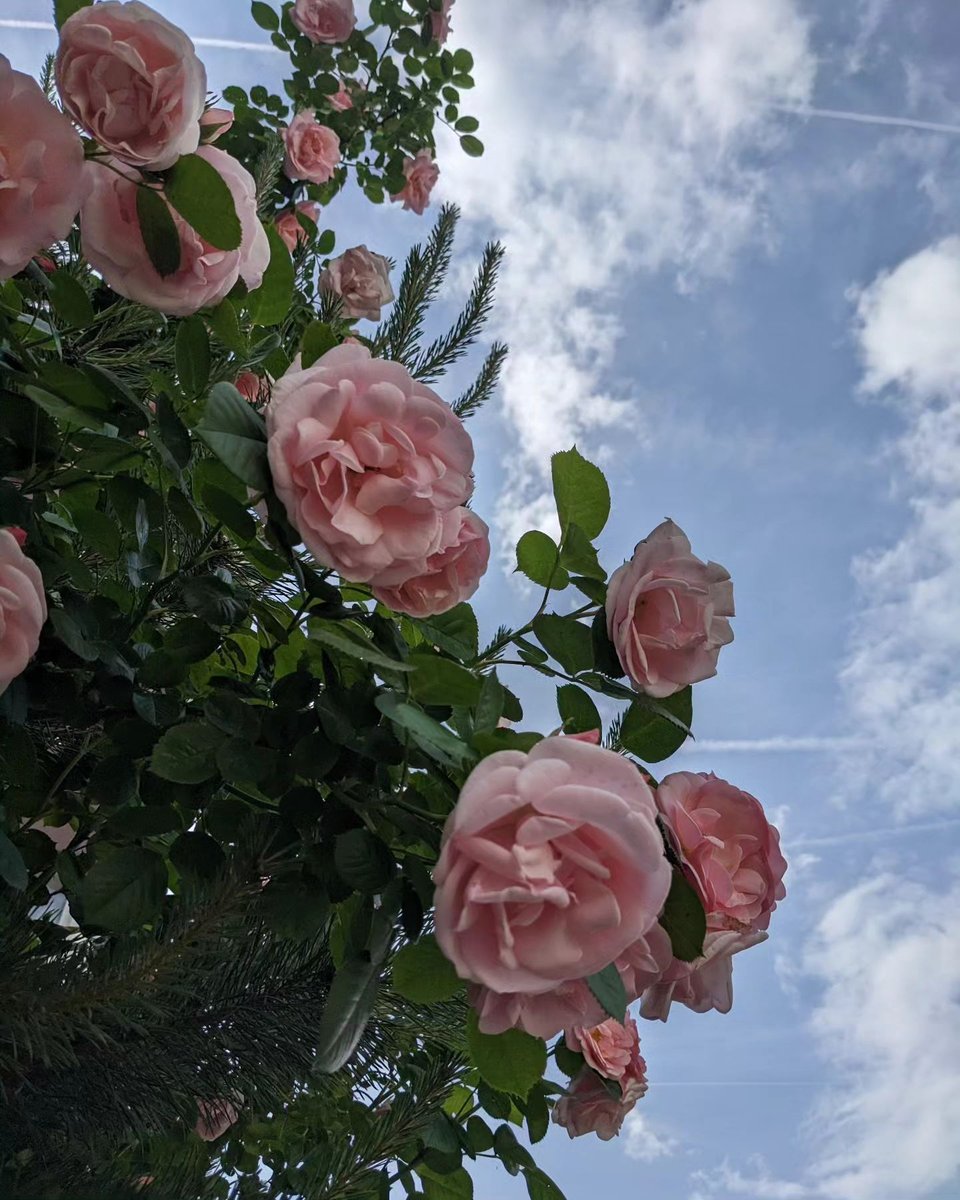 Seeddey (@seeddey5741) on Twitter photo 