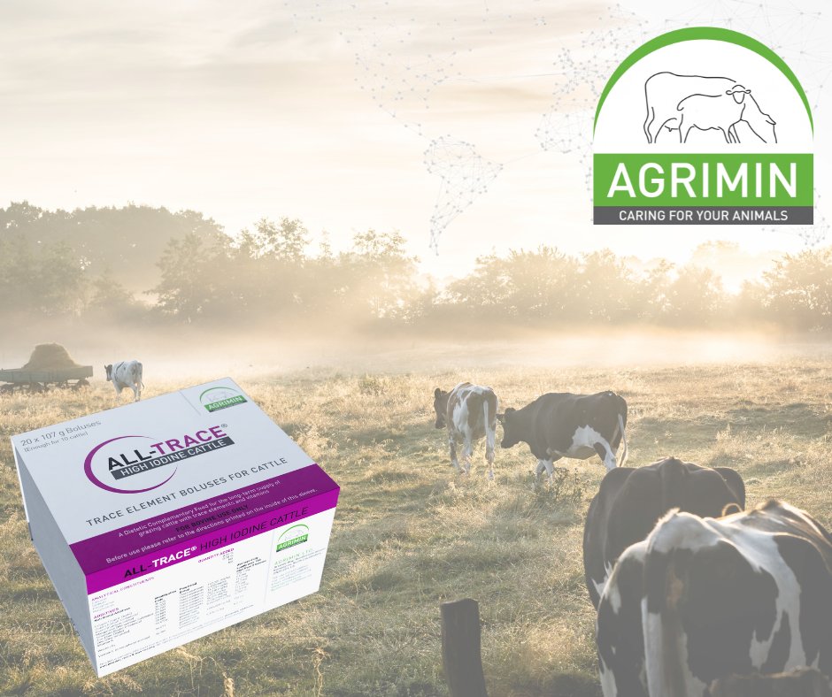 Cattle need a constant supply of iodine because they are poor at storing this key trace element.
Winter forages can also be low in iodine so it's important to think about supplementation.
This blog explores iodine and what farmers can do to manage it
agrimin.co.uk/iodine-shortfa…