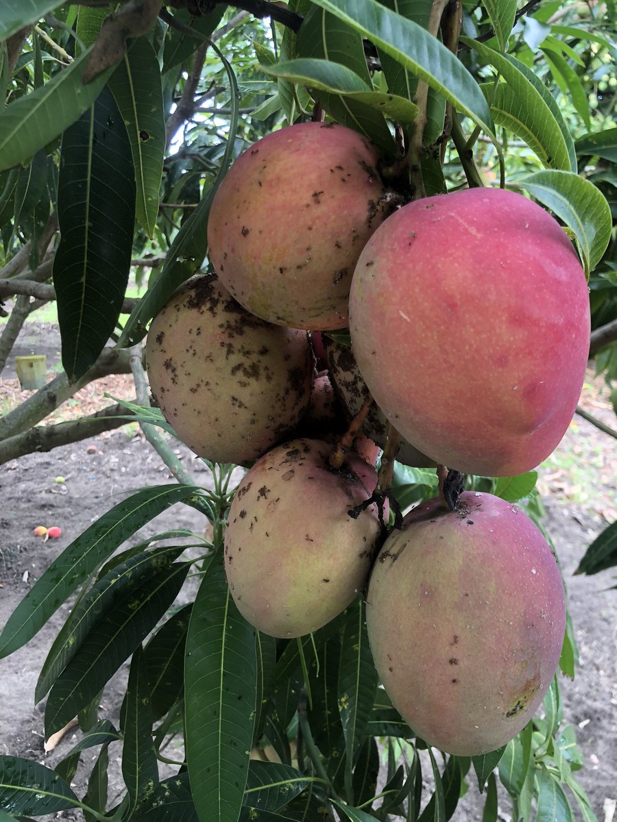 I need help from my fellow #Mangofarmers and farmers in general actually.
What disease is this and how do I treat it? @ModernAgUpdates @UFarmers95917