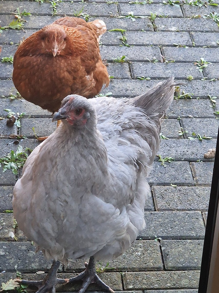 #Chickens 🐔
📷 Samsung S22 Ultra
📍#Luton , #England , #UK

#Chicken #samsungphotography #Marksphotographyuk #photography #Britishphotography #photooftheday #photographer #AnimalPhotography #yourshotphotographer  @NatGeoPhotos