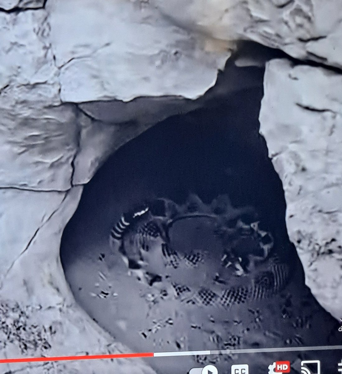 BigManMunch's tweet photo. @CodysLab anyone tell you about the snake you walked by in the "it needs to roll" yt vid?
Be careful out there. https://t.co/HnQYK8ap6F
