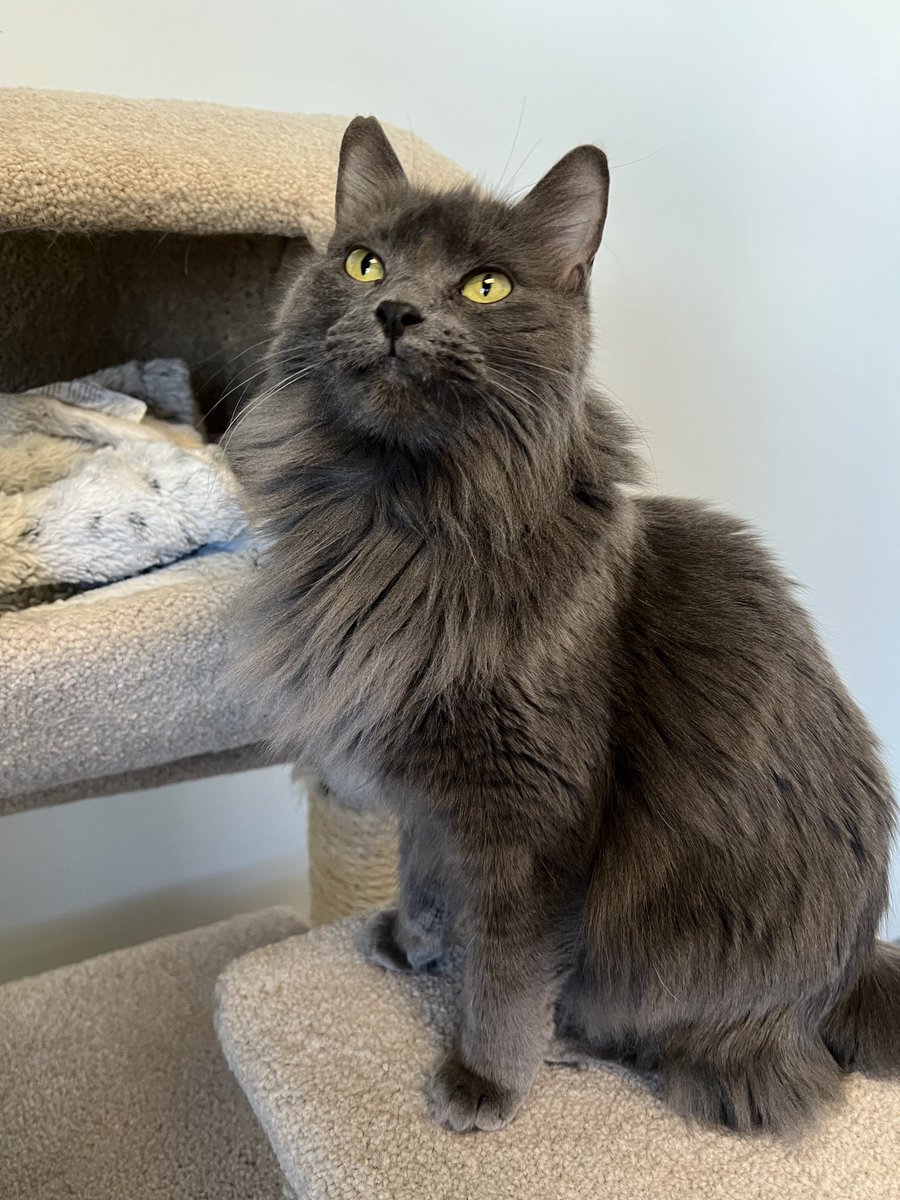 SAFEteamrescue's tweet photo. It's Foster Fact Tuesday! The day we feature all our lovable felines in foster homes! Here is gentle girl Chloe! 

Chloe is 6 years young and is looking for a calm and quiet forever home with no children under the age of 12! 

Read more about this sweetie below!
#fosterkitty https://t.co/yTKUyKZs5D