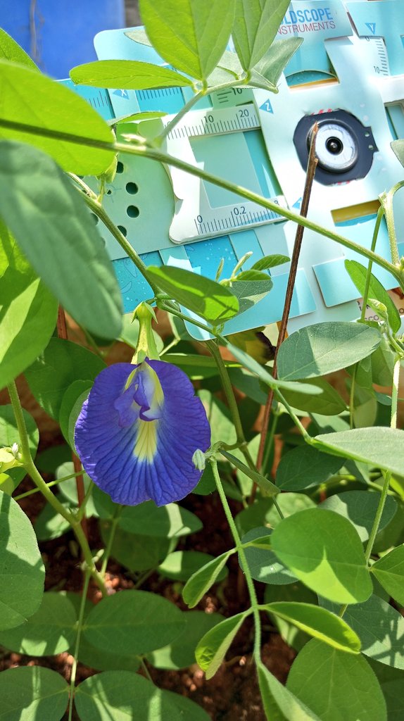 Dinesh9145's tweet image. 🌸 Explored #Clitoriaternatea's pollen under #Foldscope Part of Fabaceae,butterfly pea's powerhouse in traditional medicine, boosting cognition. 🌿 Pollinated by buzzing buddies, a DIY gardener's dream🐝

👉:microcosmos.foldscope.com/?p=EBLpfbpFJIX…

#Nature #FLOWERS #Botany