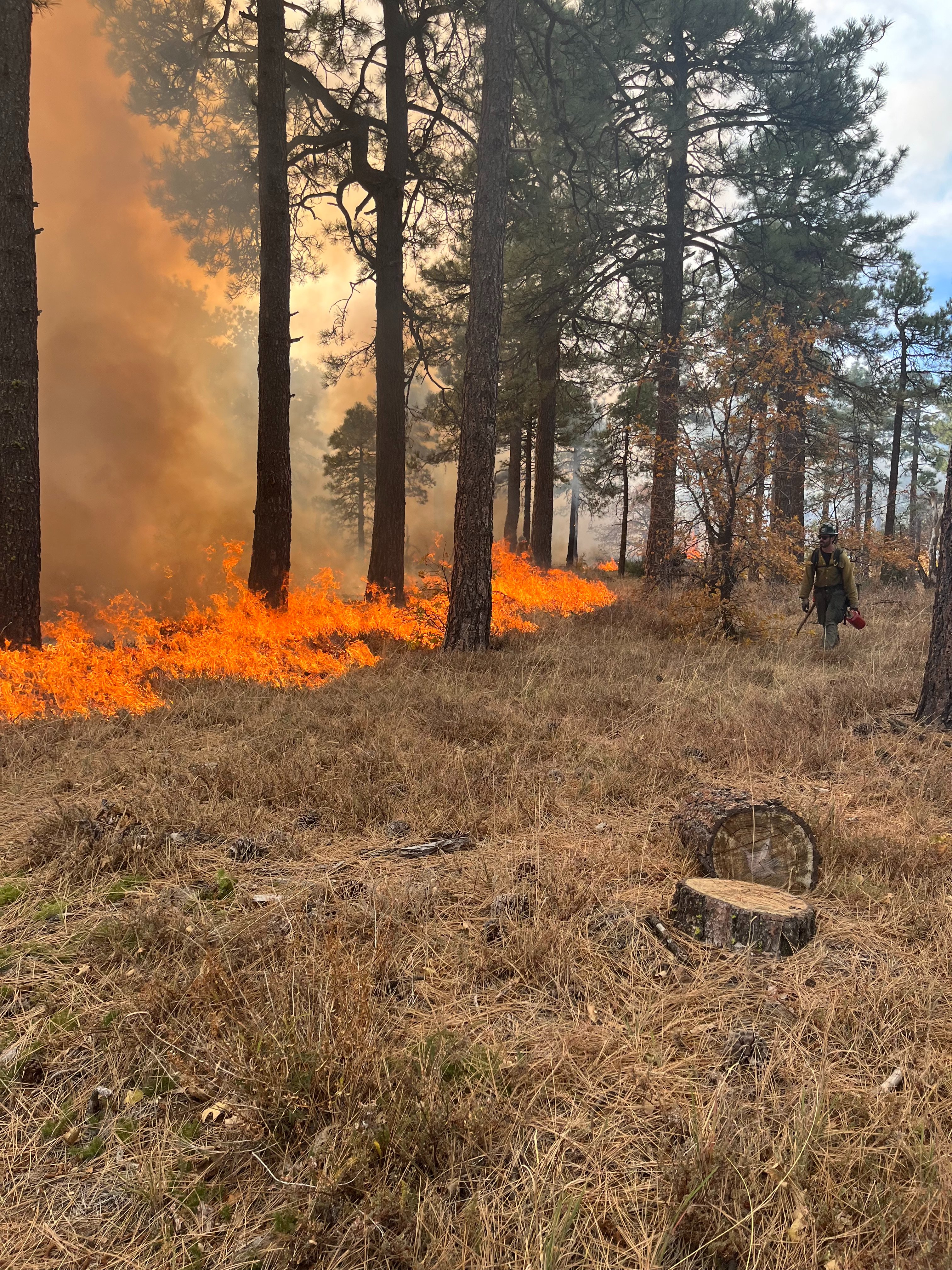 IAWF on X: Join us November 17, 8 AM-9AM PST for a crucial discussion on  Integrating Public Health into Forest and Fire Management with Savannah M  D'Evelyn, a leading expert in the