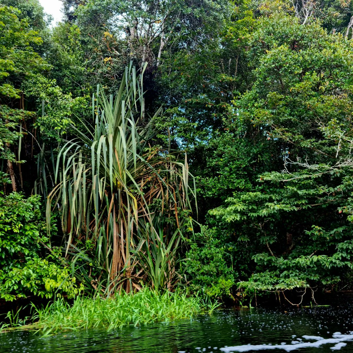 Prof Sue Page #WeAreTheUniversity 💙💚 (@suesep5) on Twitter photo Pleased to announce the second Tropical Peatlands: Past, Present, Uncertain Future session will take place at #EGU2024 <a href="/EuroGeosciences/">European Geosciences Union</a>. Abstracts welcomed! Info here: meetingorganizer.copernicus.org/EGU24/session/… Pleased to announce the second Tropical Peatlands: Past, Present, Uncertain Future session will take place at #EGU2024 <a href="/EuroGeosciences/">European Geosciences Union</a>. Abstracts welcomed! Info here: meetingorganizer.copernicus.org/EGU24/session/…