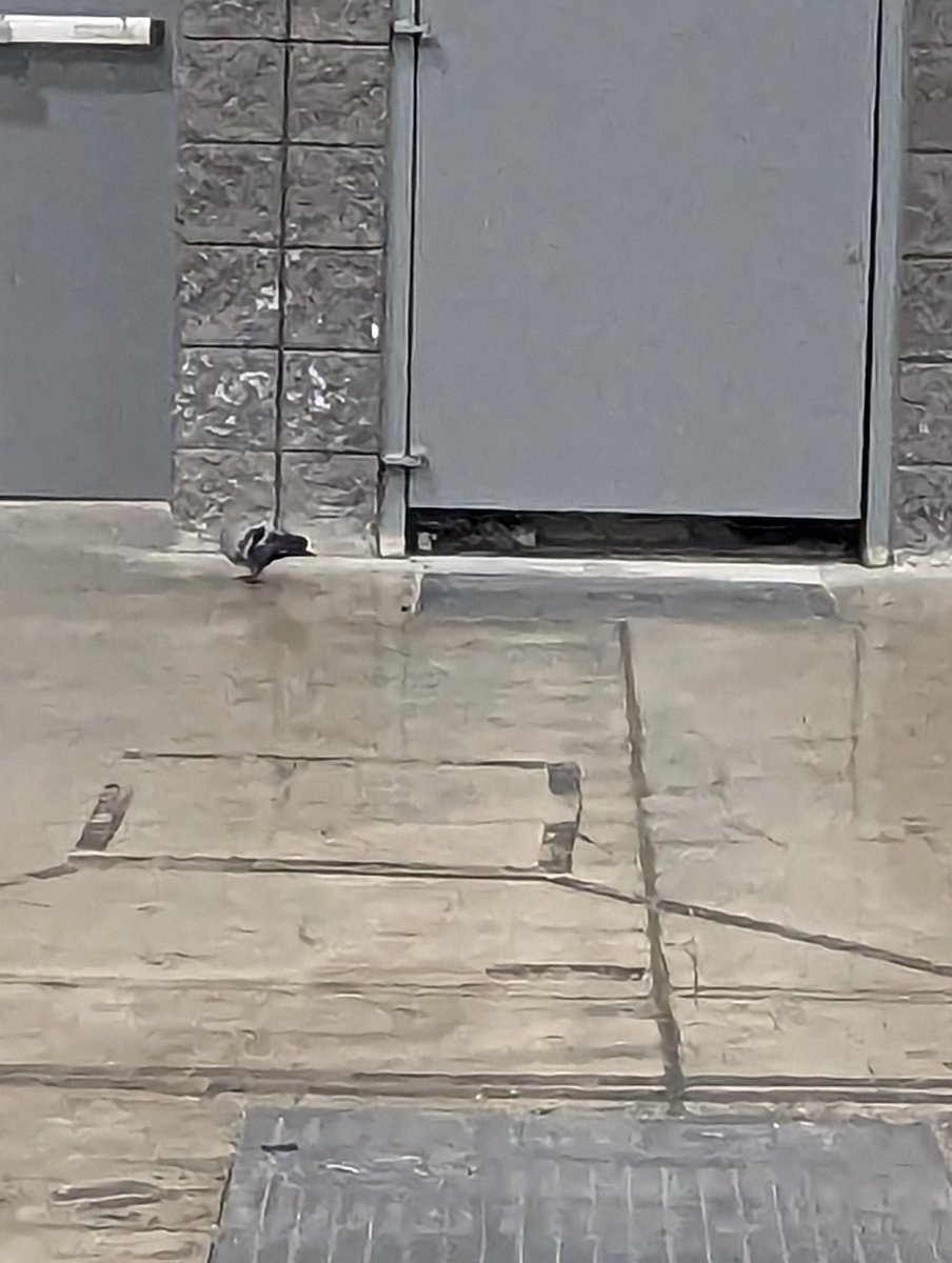Vaishu_Sukumar's tweet image. Pigeon in the poster hall!
No, that's not a metaphor!
#sfn2023 #SFNDC