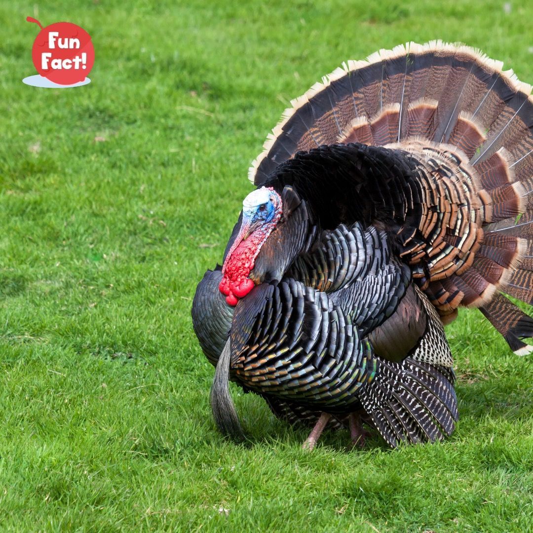 Fun Fact! Did you know that turkeys can run up to 20 miles per hour?! That’s a pretty fast bird! 

#FunFact #turkeys #AnimalFacts #FactsAboutTurkeys