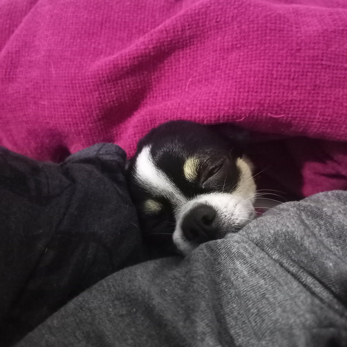 GonzalezLosana's tweet image. Más agusto que un cochino en un charco.#Chihuahua mi #Jango(Fett)