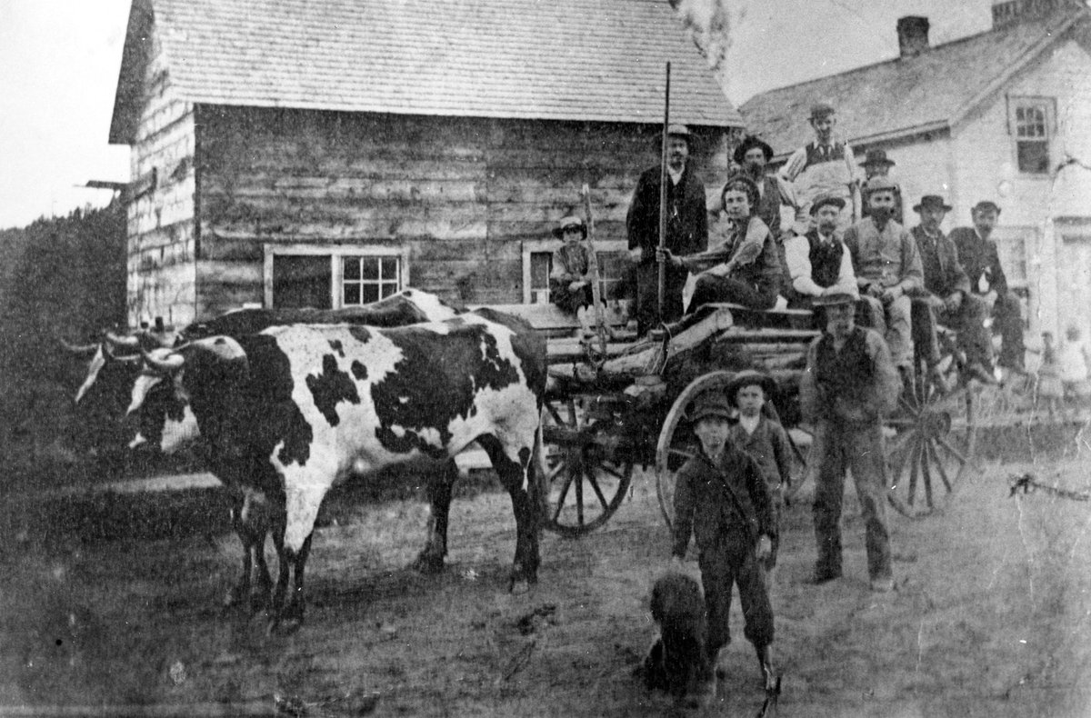 Day 14 of #Museum30 - #Travel! One of the earliest views of Highland St in our collection, this pic shows a crowd hitching a lift on an ox drawn wagon belonging to Archie Burke (1831-1888), who had come to Haliburton from Wexford, Ireland.