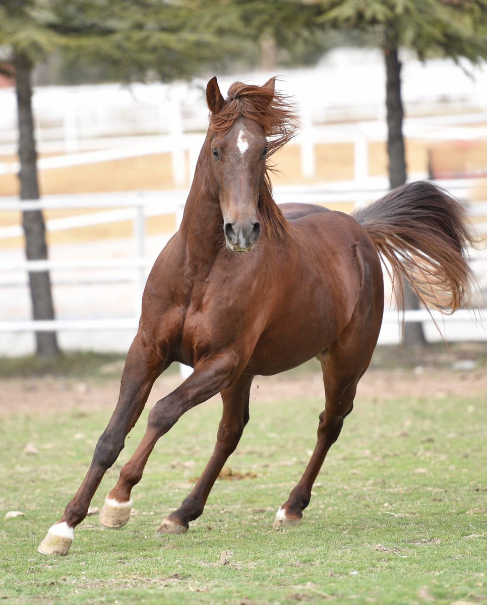BAŞ HÜKÜMDAR Yeni Aşım Sezonuna Hazır