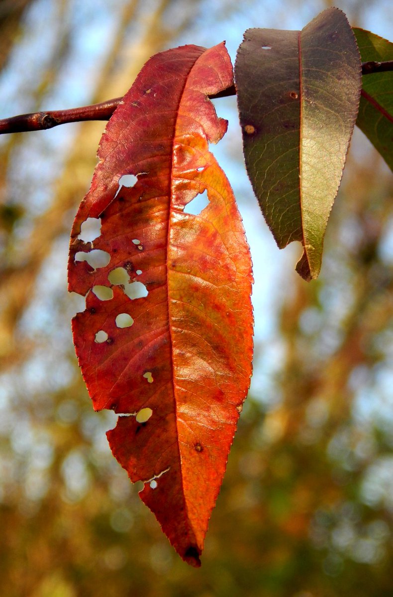torfiak's tweet image. Każdy liść ma swoją historię 🍁 Miłego dnia 😊 ☀️ 👋

#liść #garden #jesień #leaf #autumn #nature