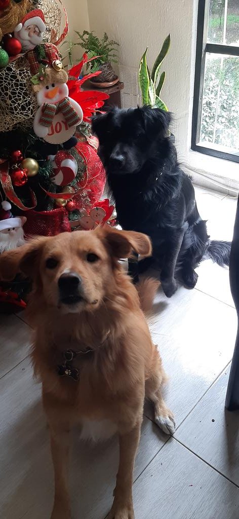 tiposerio87's tweet photo. @_B___S 😍😍😍🐶🐕🐶😍😍😍😍💗💗💗🌺🌺🌺 https://t.co/CKgfbWagS1