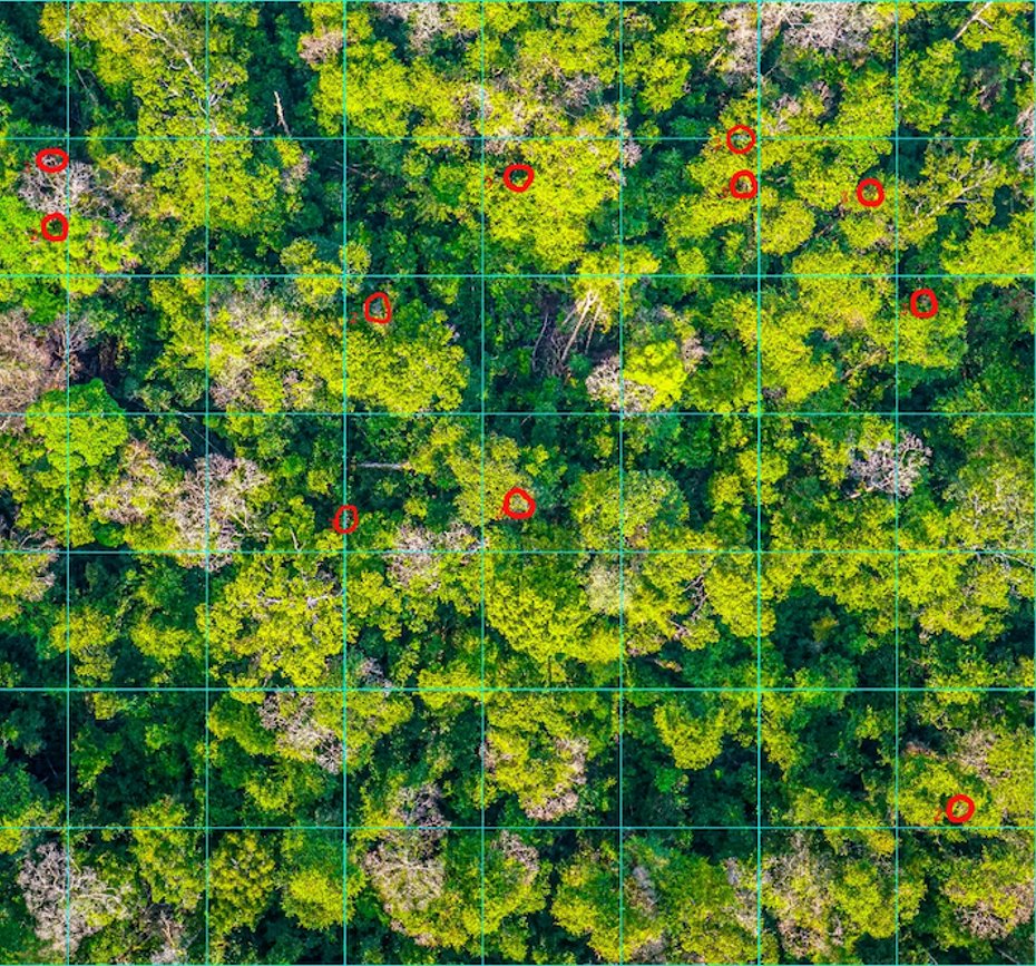 Gunung Palung Orangutan Conservation Program tweet media