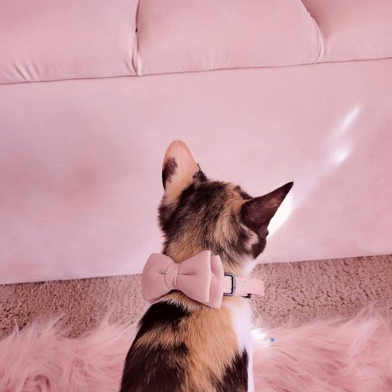 lisawrites_ym's tweet image. #yoonmin 

&quot;ha! finally got you, agust d!&quot;

&quot;sure you did, kitty.&quot; 😒