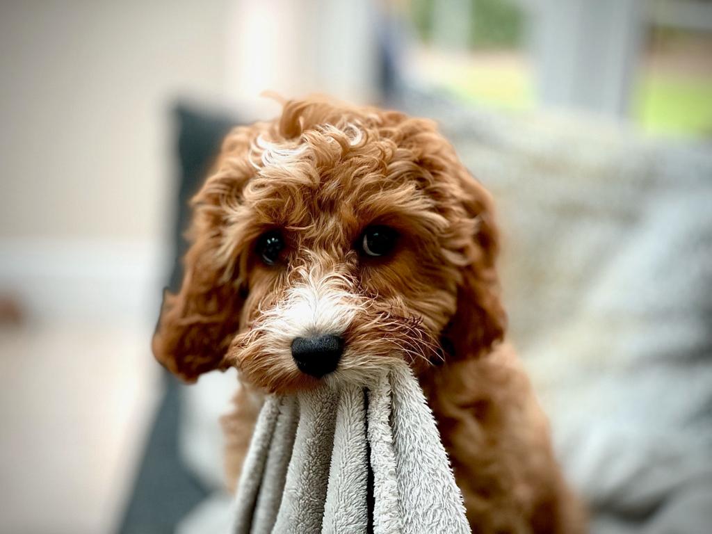 Did you spot the "furry CCM supporter" in our #TrusteesWeek films?!  Meet Oscar, who lives with our Chair, Anthony. Oscar says "I love that all the students ask after me and the other CCM cats and dogs.  When I heard a video was being made, I sneaked in.  Don't tell Anthony! 🐾"