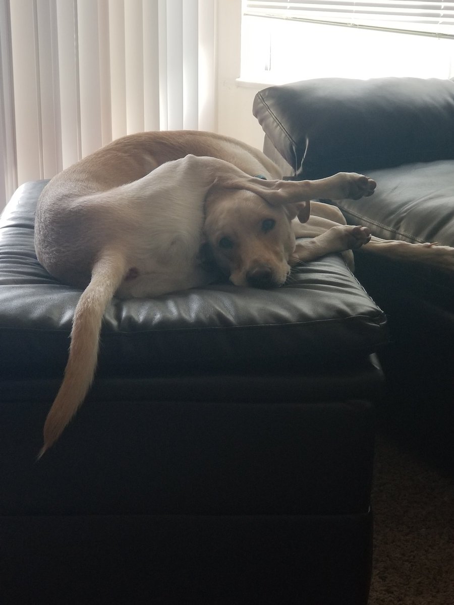 meyerd83's tweet photo. @dog_rates Another one of Marvin's kin! https://t.co/vOD2XRM1Gy