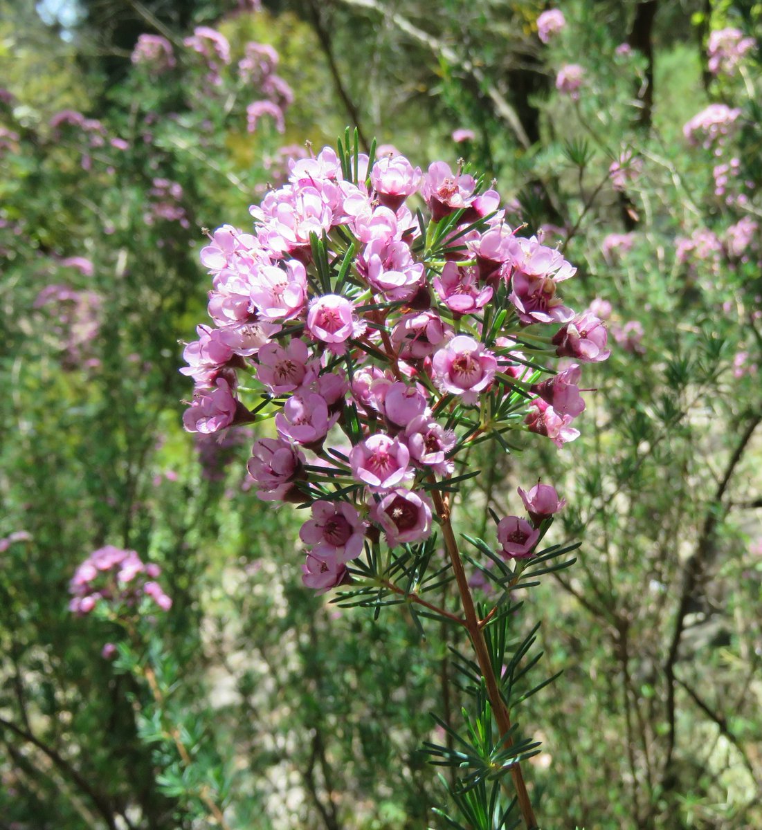 Chamelaucium x Verticordia 'Paddy's Pink', an intergeneric hybrid of Western Australia's waxflower and featherflower 

#Myrtaceae #ozplants