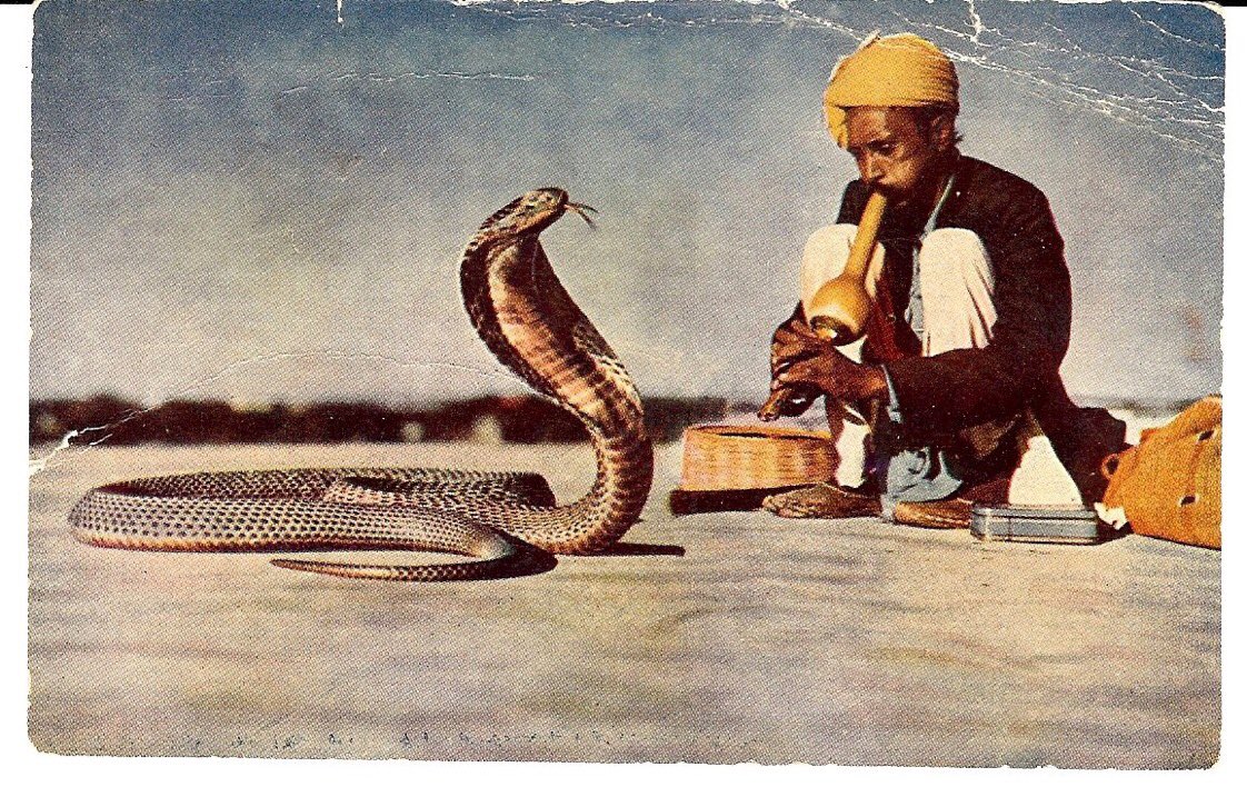 PastProsperity's tweet photo. India’s Cobra Problem 🇮🇳🐍

Once upon a time in colonial India, Delhi had a cobra problem. The government's plan? Offer cash for every dead cobra. People got excited, but some got clever.

The cash prize for a dead cobra was much higher than the cost to breed them. So instead of hunting wild cobras, people started breeding them at home to claim more cash. When the government found out, they canceled the cash rewards. Now, stuck with lots of cobras and no money, these snake breeders set their slithery friends free.

Guess what happened? The cobra population skyrocketed. The government's plan to get rid of cobras backfired, teaching everyone a lesson: be careful with quick fixes, or you might end up with more problems than you started with.