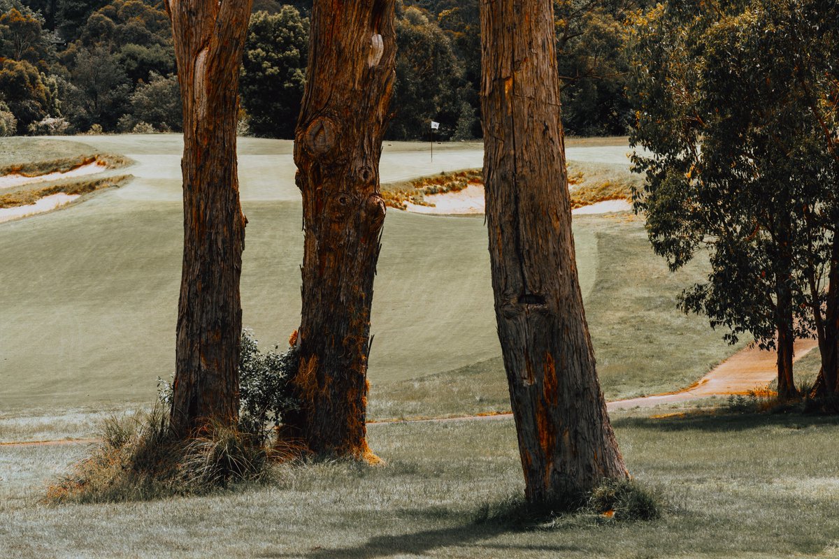 cdpgolf1's tweet photo. RACV Healesville, Victoria, Australia. 

Renovated by @mikeclaytongolf &amp; colleagues.

"It’s rare for a course of 5,600 yards to be of interest to better golfers... The redesign of Healesville proved it can be done and done with flair."  - Tom Doak

Photos: Andrew Anderson. https://t.co/cjxsQDqoFv