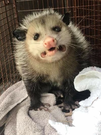 melpchen's tweet photo. Hello my dear Possums!! 🐭💖 Am coming down with the sickness 🤘👹 and I don't wanna infect you 👽 through my screen 🦗🐜🦗🐜 Sadly no strim today, I'll try to recover asap 💪🦅💨 https://t.co/7Sv939Qyia