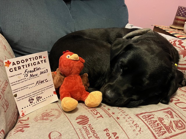 Another turkey got adopted! Meet Franklin adopted by Flare! Its not too late you can still get your own turkey as well. Just click the link the link in our bio. #BPVAturkey