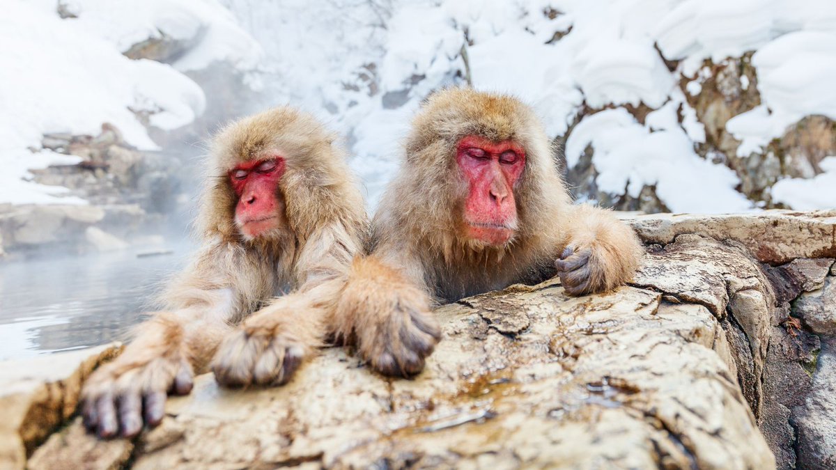 Outforia tweet media