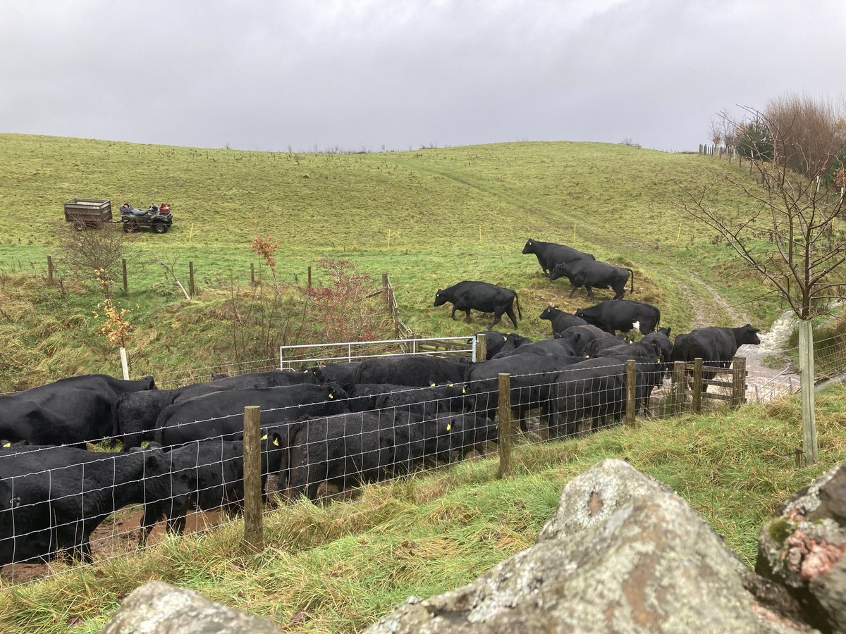 Relentless rain wasn’t ideal for a grazing course day! But did highlight the value of a flexible system, long rest periods, smaller/hardy cows, and good waterproofs! <a href="/Cannerfarm/">Reno</a>