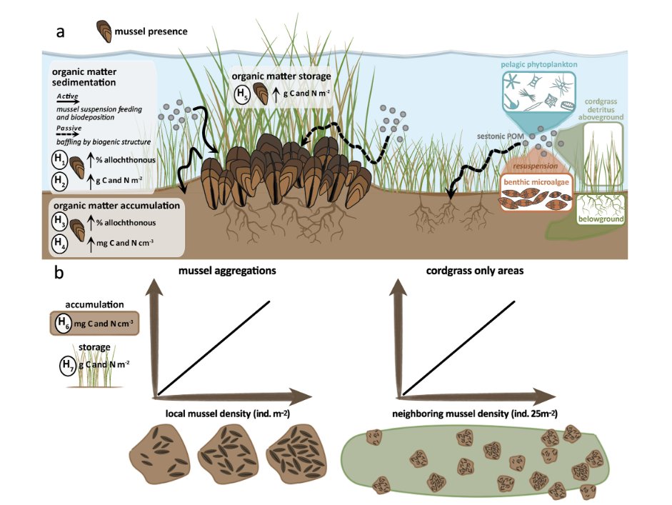 Ribbed mussels disproportionately amplify the capacity of #SaltMarshes to regulate carbon and nitrogen pollution, according to a new study in <a href="/theAGU/">AGU (American Geophysical Union)</a>'s JGR Biogeosciences, led by our Ph.D. student Sydney Williams. Check it out here: 
agupubs.onlinelibrary.wiley.com/doi/epdf/10.10…