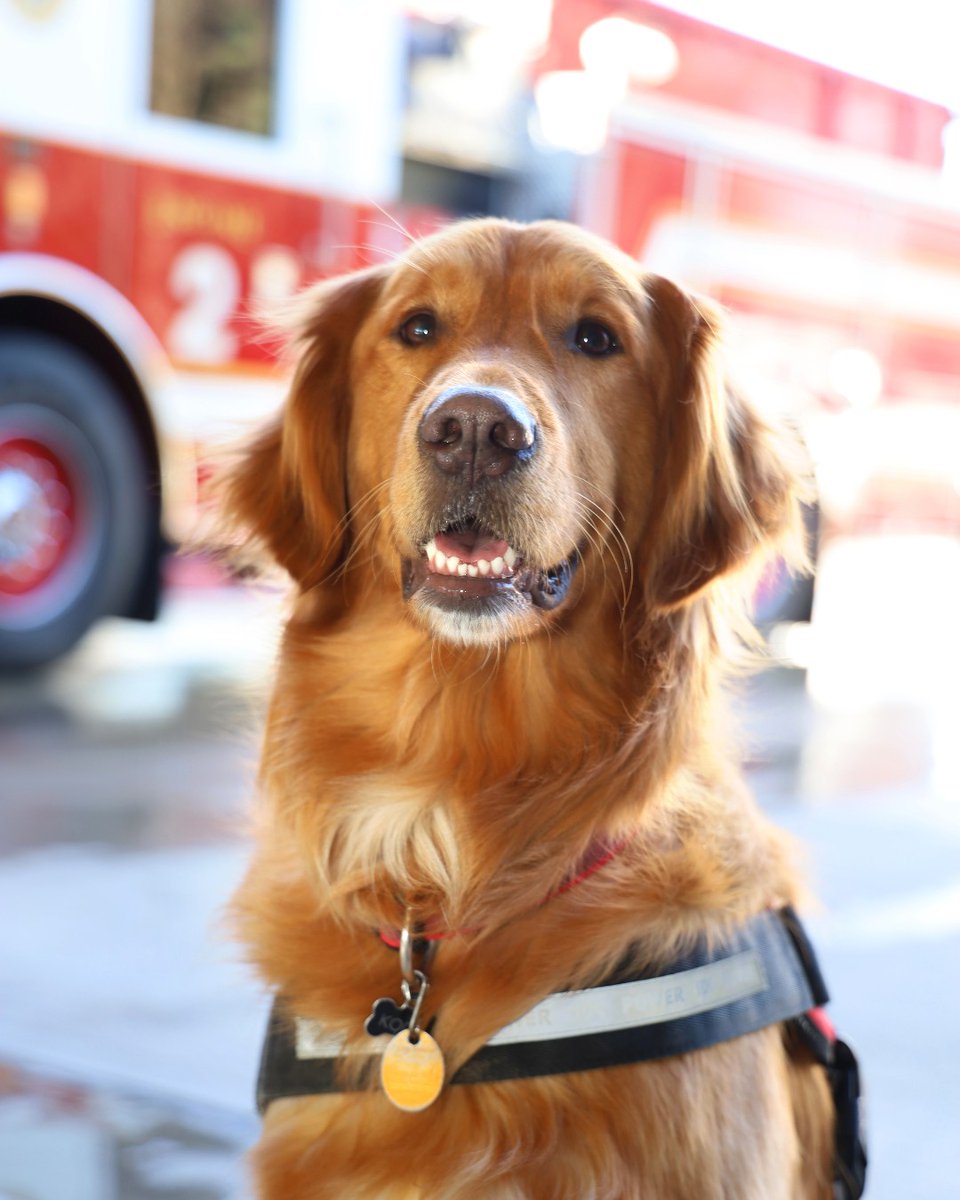 Help Koda reach the final stage of the First Responder Paws Therapy Dog Award! If you've had the pleasure of meeting Koda and admire her outstanding work, show your support by voting before November 20th. Follow the link below to cast your vote. 🐾💪 fherehab.com/first-responde…