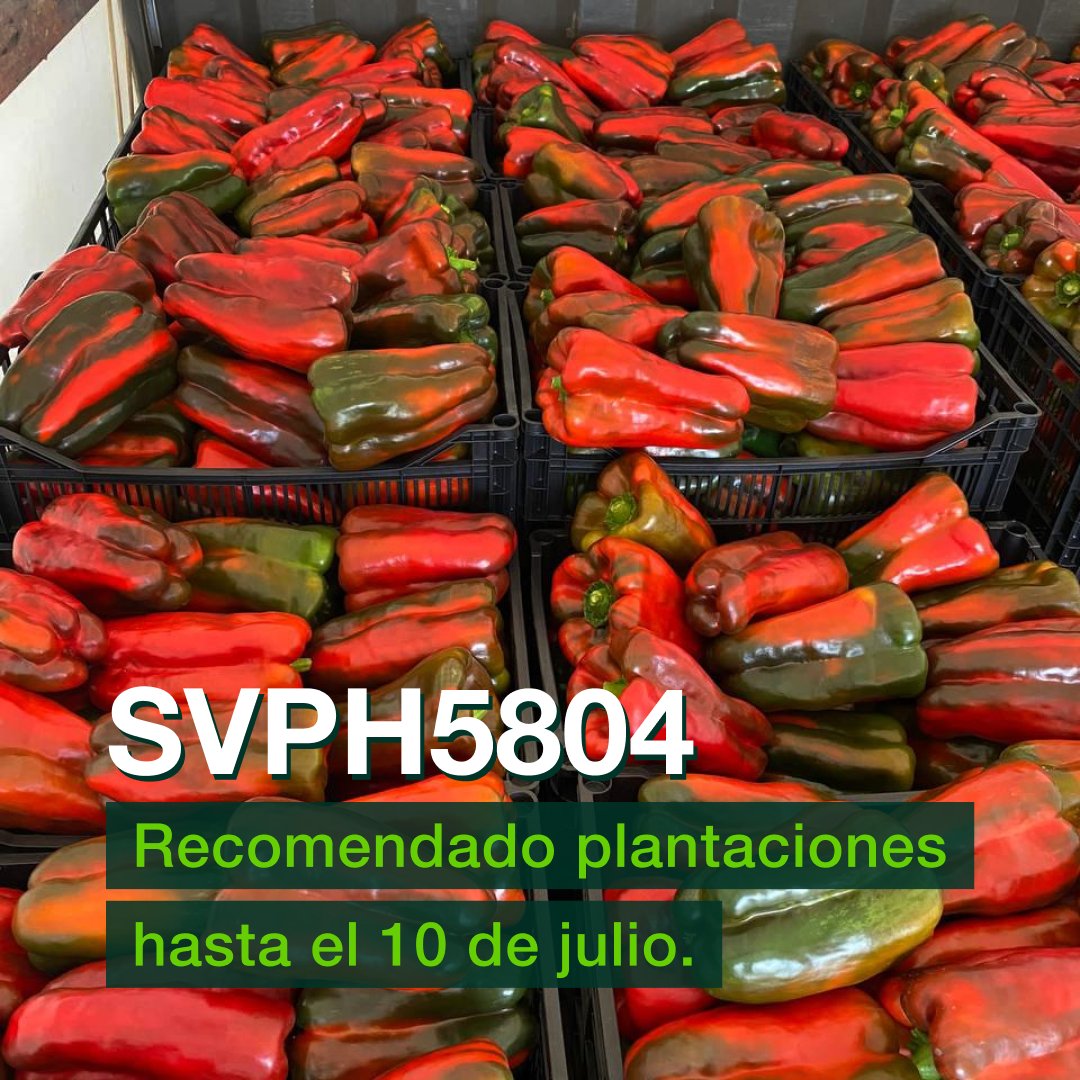 👉🏻 Hace cuatro meses 🗓 José Pérez Salinas plantó #pimiento #SVPH5804 de #Seminis en su finca de 📍 Dalías (Almería).

👉🏻 Hoy este 🧑🏻‍🌾 nos manda estas 📸 que lo dicen todo ⬇️

✅ Rostro de satisfacción