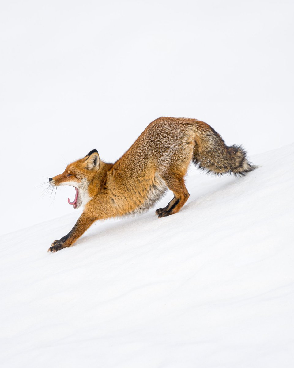 Coup de cœur du jour 🦊🧡

©️<a href="/jnjphoto_fr/">jnj-photo_la-plagne</a> 

#laplagne