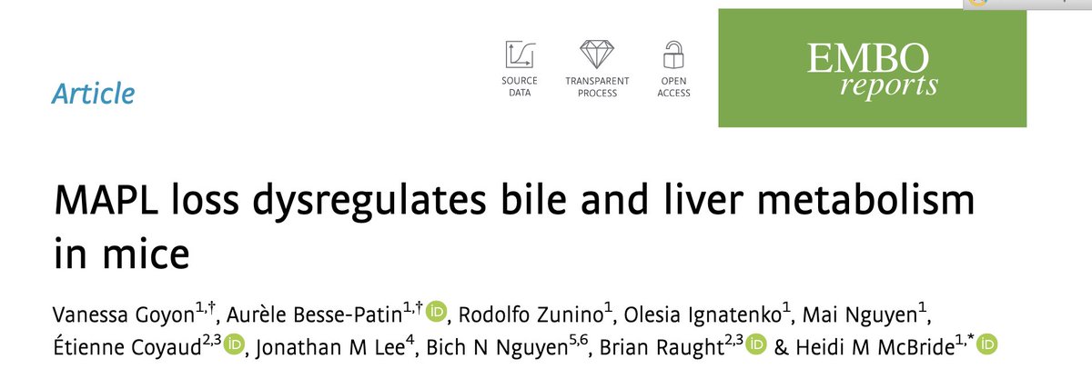 After a VERY long journey we are happy to share our characterization of the MAPL KO mouse. See how MAPL loss leads to lean phenotypes, dysregulated bile acid metabolism, wild changes in the gut, ultimately leading to hepatocellular carcinoma.
doi.org/10.15252/embr.…