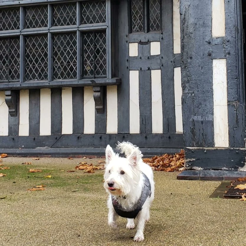 Wonderful Riley is our dog of the week!

#dogsinmuseums #westbromwich #oakhousemuseum #westie